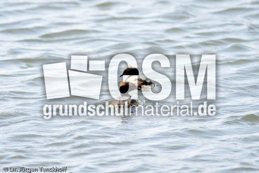 Ohrentaucher (5 von 10).jpg